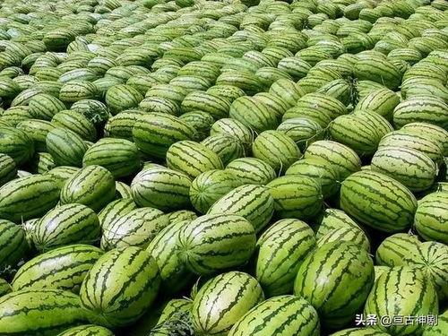 吃瓜网 吃瓜视频每日大赛