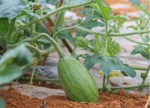 2025大瓜事件,揭秘年度娱乐圈风云变幻